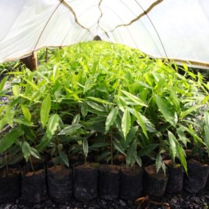 plantation oud